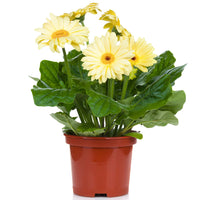 SÉLECTION DE GERBERA JAMESONII