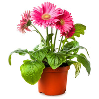 SÉLECTION DE GERBERA JAMESONII