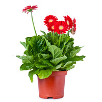 SÉLECTION DE GERBERA JAMESONII