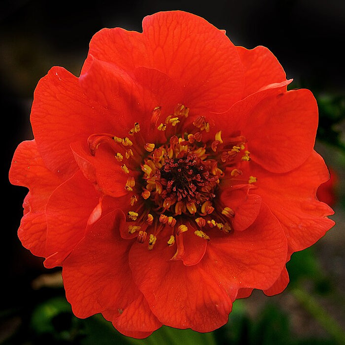 GEUM CHILOENSE - MRS J. BRADSHAW