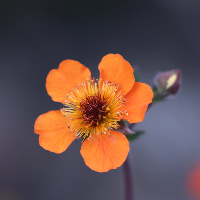 GEUM COCCINEUM - BORISII
