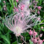 GEUM TRIFLORUM