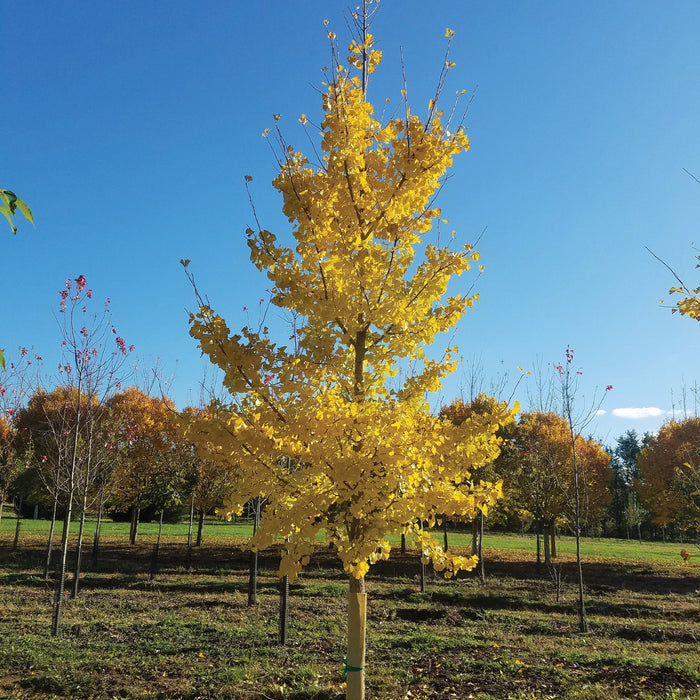 GINKGO BILOBA - PRINCETON SENTRY