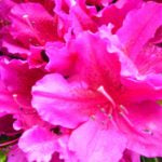 AZALEA EVERGREEN - GIRARD'S FUSHIA