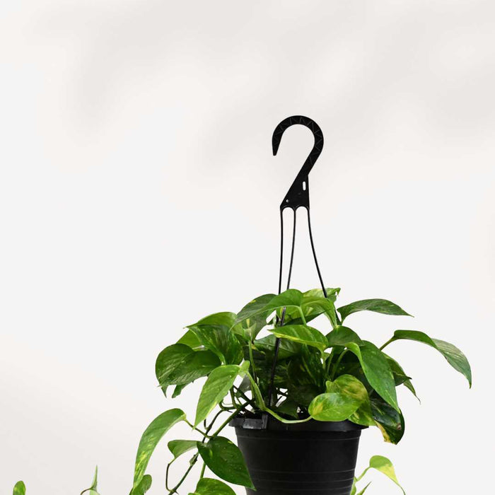 POTHOS - GOLDEN