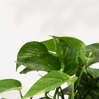 POTHOS - GOLDEN