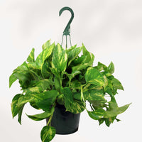 POTHOS - GOLDEN