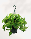 POTHOS - GOLDEN