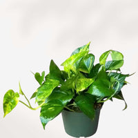 POTHOS - GOLDEN