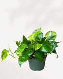POTHOS - GOLDEN
