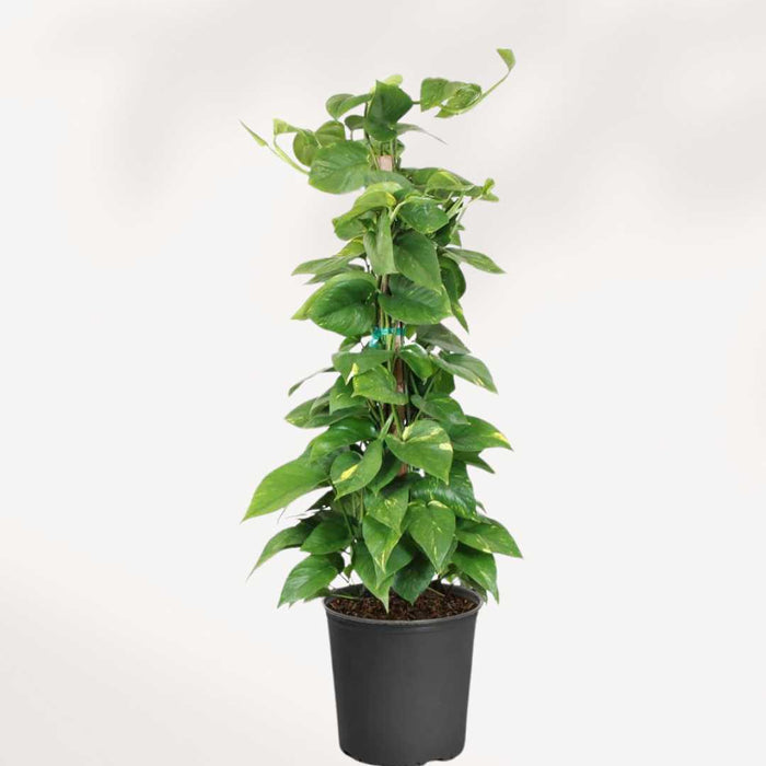 POTHOS - GOLDEN