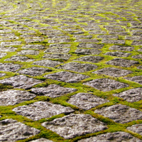 MÉLANGE DE MOUSSES BORÉALES INDIGÈNES CULTIVABLES POUR ZONES ENSOLEILLÉES