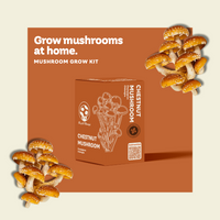 KIT DE CULTURE DE CHAMPIGNON CHESTNUT