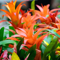 BROMELIA GUZMANIA