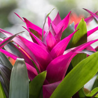 BROMELIA GUZMANIA