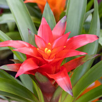 BROMELIA GUZMANIA