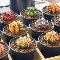 GYMNOCALYCIUM