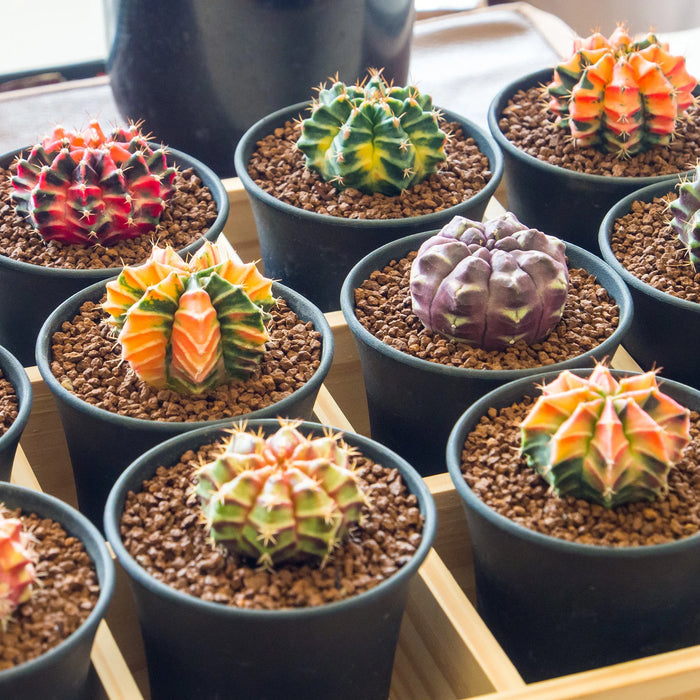 GYMNOCALYCIUM