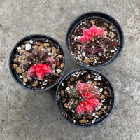 GYMNOCALYCIUM
