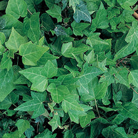 HEDERA HELIX - BALTICA