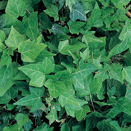 HEDERA HELIX - BALTICA