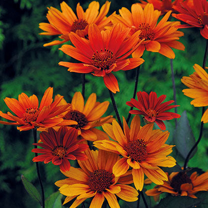 HELIOPSIS HELIANTHOIDES VAR. SCABRA - BLEEFING HEAR