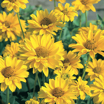 HELIOPSIS HELIANTHOIDES - SUMMER SUN