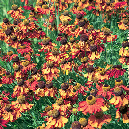 HELENIUM AUTUMNALE