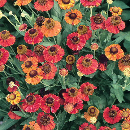 HELENIUM - HELENA RED SHADES