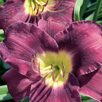 HEMEROCALLIS - PURPLE DE ORO