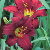 HEMEROCALLIS - RUBY DE ORO