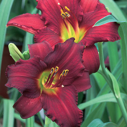 HEMEROCALLIS - RUBY DE ORO