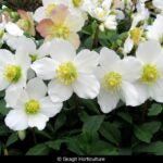 HELLEBORUS - HGC JACOB