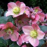 HELLEBORUS - HGC MERLIN