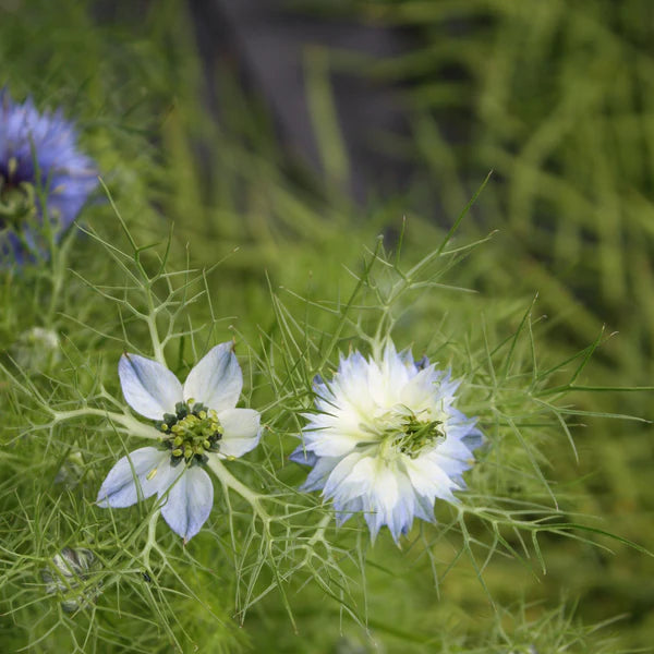 SEMENCES DE FLEURS BIO: NIGELLE - LOVE IN A MIST