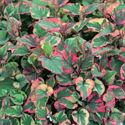 HOUTTUYNIA CORDATA - CHAMELEON