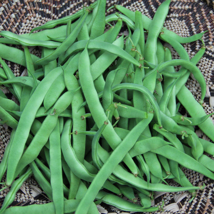 SEMENCES BIOLOGIQUES: HARICOT GRIMPANT NORTHEASTER