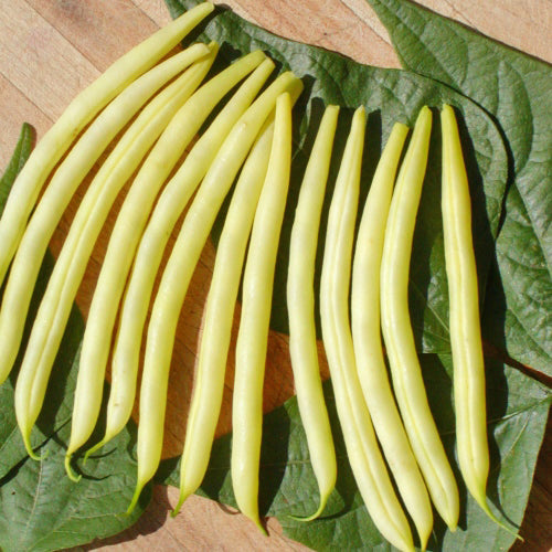 SEMENCES BIOLOGIQUES: HARICOT NAIN BEURRE ROQUENCOURT