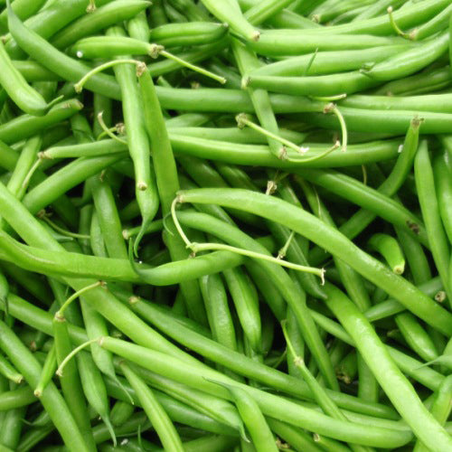 SEMENCES BIOLOGIQUES: HARICOT NAIN BLACK VALENTINE