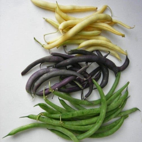SEMENCES BIOLOGIQUES: HARICOT NAIN EN MÉLANGE