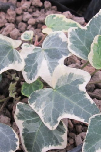 HEDERA - EVA