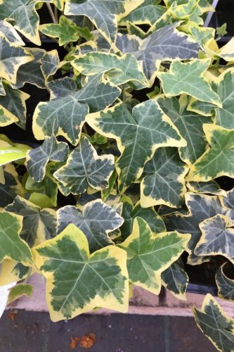 HEDERA - GOLDEN CHILD