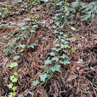 HEDERA HELIX - BALTICA