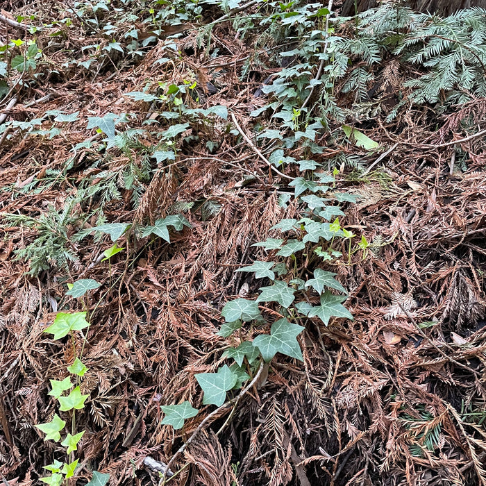HEDERA HELIX - BALTICA