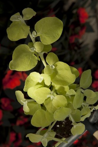 HELICHRYSUM - GOLDEN