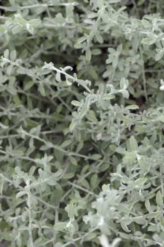 HELICHRYSUM - SILVER STAR