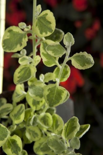 HELICHRYSUM - VARIEGATA
