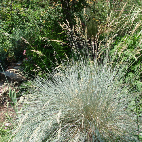 HELICTOTRICHON SEMPERVIRENS