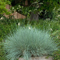 HELICTOTRICHON SEMPERVIRENS