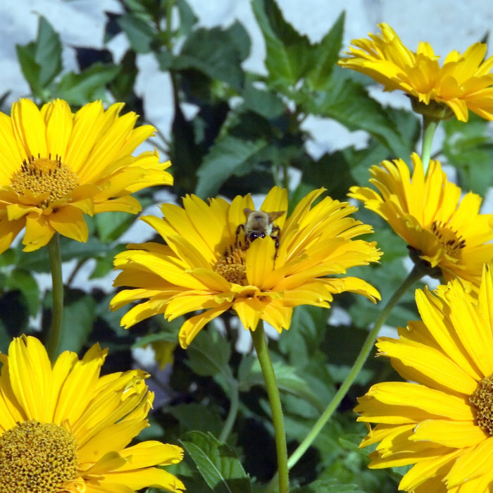 HELIOPSIS HELIANTHOIDES - SUMMER SUN